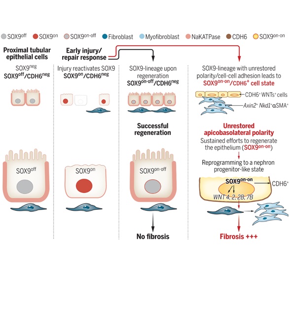 Nephrology_20240314_final